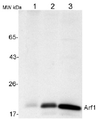 ARF1 | ADP-ribosylation factor 1 in the group Antibodies Plant/Algal / Membrane Transport System / Endomembrane system at Agrisera AB (Antibodies for research) (AS08 325)